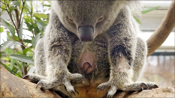 無尾熊寶寶撐開育兒袋通風納涼。（台北市立動物園提供）