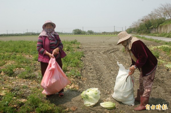 菜價飆漲，卻有農民免費開放摘菜。（記者鄭旭凱攝）