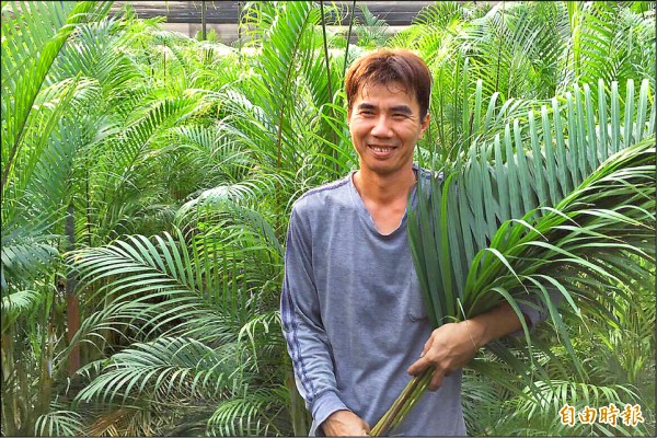 花農陳志堅專攻「綠葉」市場，將「黃椰子」切葉販售。（記者邱芷柔攝）