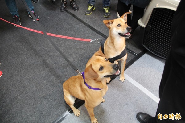 春季寵物展動物之家開放認養訓練犬隻 生活 自由時報電子報