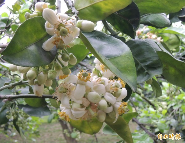 苗栗縣西湖鄉柚花逐漸盛開，文旦柚園散發淡淡清香，令人神清氣爽。（記者張勳騰攝）