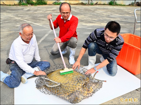 農場人員讓百斤巨鱉日光浴，還幫忙刷背。（記者吳俊鋒攝）