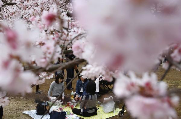 日本人認為，賞櫻就是要野餐！（美聯社）