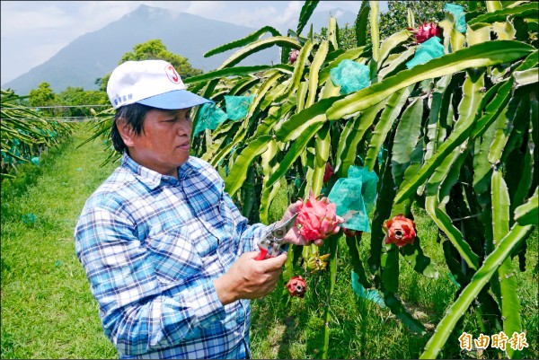 花蓮縣秀林鄉火龍果園將轉型有機耕作，讓不少果農相當高興。（記者王峻祺攝）