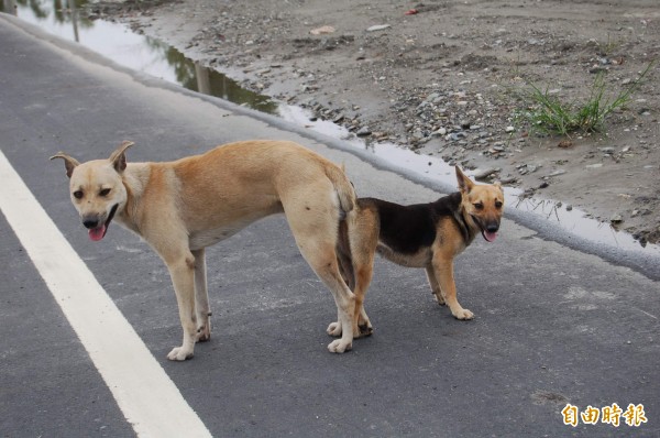 男大生與學姊各自帶愛犬出去遛，見兩狗互動親密，男大生竟把持不住熊抱學姊。〔資料照，記者黃明堂〕