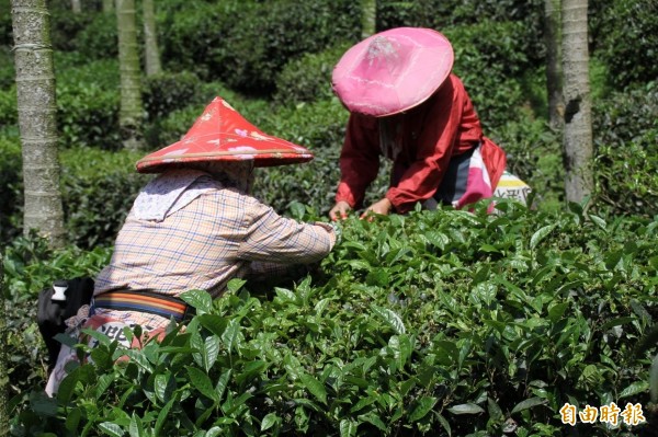 魚池鄉台茶十八號紅茶進入採收季，但農民卻為連番降雨與雨害滋味變淡而困擾。（記者劉濱銓攝）