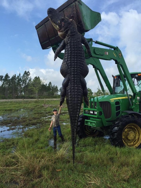 美國一家農場日前抓到這隻長15英呎、800磅重的巨型鱷魚。（圖取自臉書）