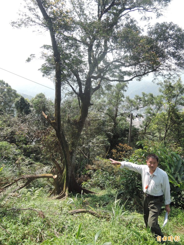 張聖賢指台電包商修剪變砍樹，影響當地螢火蟲生態。（記者翁聿煌攝）