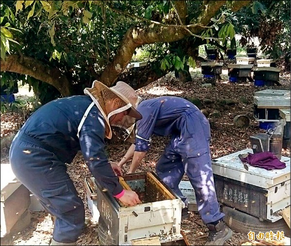 蜂農做好安全裝備收集蜂蜜，但今年氣候異常，初估蜂蜜價格至少較去年上漲一倍。（記者謝介裕攝）