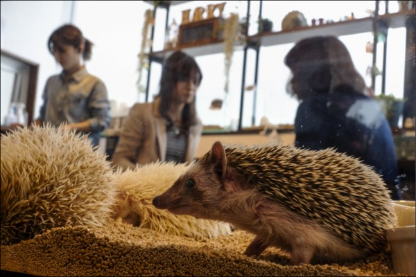 寵物咖啡館「HARRY」展示刺蝟。（路透）