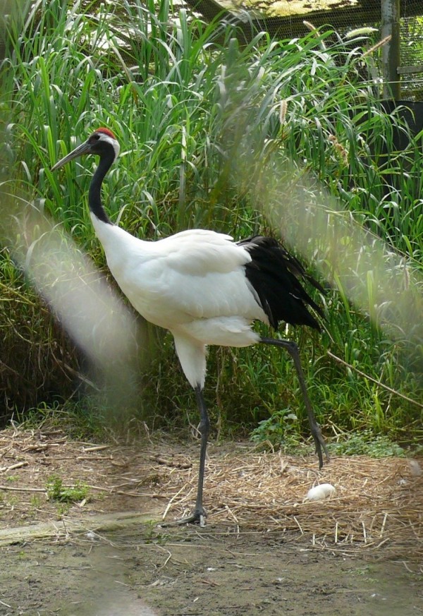 丹頂鶴「Big」今年表現很積極。（圖由台北市立動物園提供）