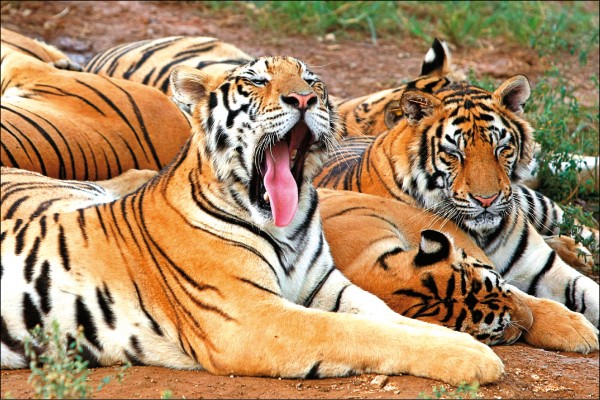 野生老虎數量首回升 全球3900隻