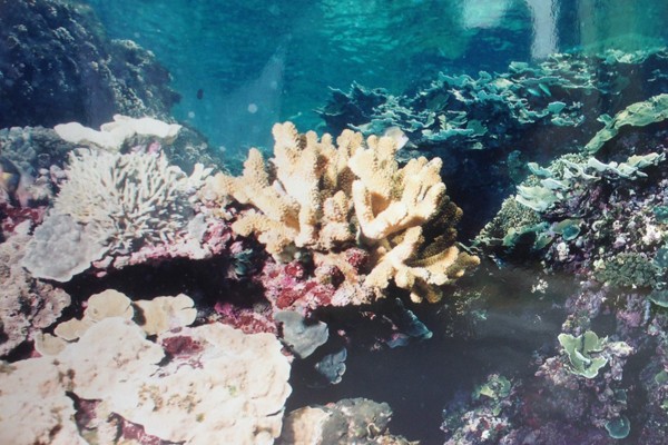 小檔案 豆腐岬珊瑚群驚豔 地方 自由時報電子報