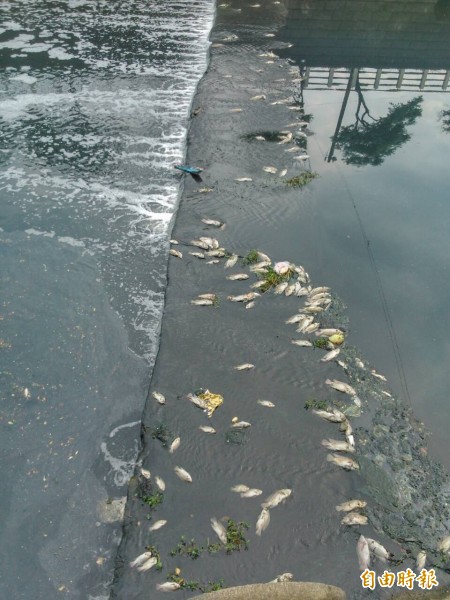 梧棲大排因溶氧量不足，日前發生魚群暴斃，水利局將在沙鹿火車站後站附近建置水質淨化設施改善水質。（記者歐素美攝）