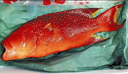 東京因築地漁市於本週二賣出一條有毒魚類，引發東京市一陣騷動。（圖擷取自讀賣新聞）