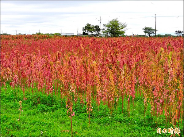 台東縣紅藜種植面積逐漸增加。（記者張存薇攝）