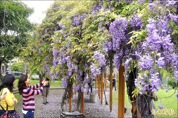 中壢區復興里元生公園的紫藤花近期盛開。（記者李容萍攝）