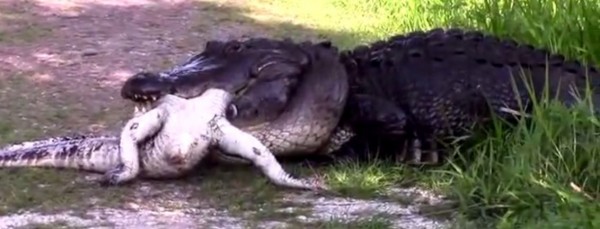 佛羅里達野生動物部門官員莫爾斯強調，3月至6月期間正是鱷魚的繁殖季，在這個時候雄性鱷魚通常會變得更具侵略性。（圖擷取自YouTube）