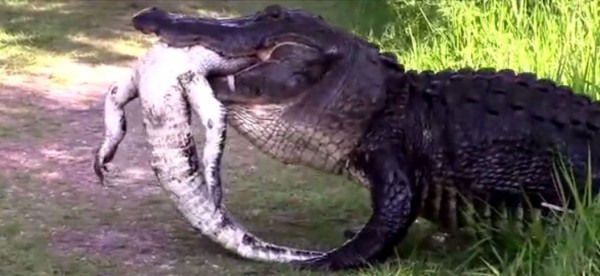 長達3公尺以上的「巨鱷」嘴巴咬著一隻體型較小的鱷魚，緩緩的走上岸。（圖擷取自YouTube）