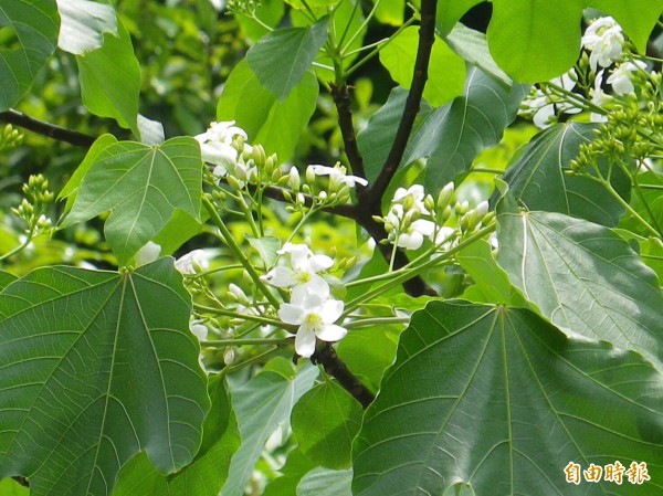 基隆油桐花才剛剛開花（記者盧賢秀攝）