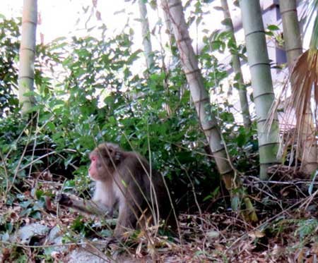 京都潑猴進攻神社掀翻屋瓦還亂丟 國際 自由時報電子報