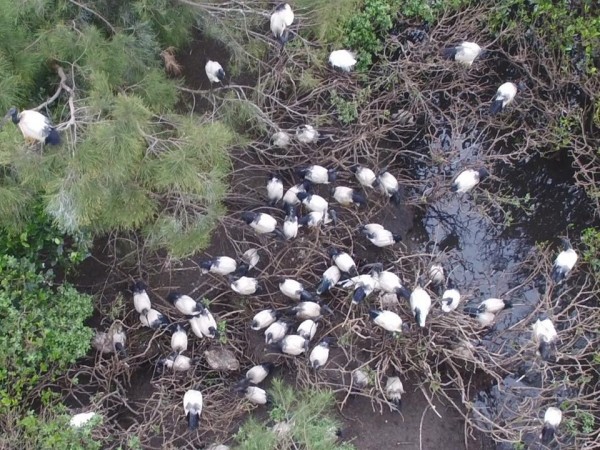 埃及聖䴉在漢寶濕地大量築巢，約有300巢。（蔡嘉陽提供）