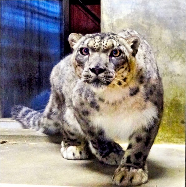 熊本 震 撼動物園猛獸嚇到搬家 國際 自由時報電子報