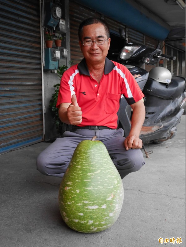 台西農民王金祥種出的巨無霸超級大匏瓜。（記者鄭旭凱攝）