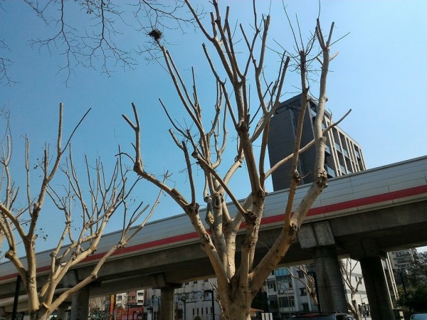 芝山站兩側線型公園路樹被修剪得光禿禿。（民眾提供）