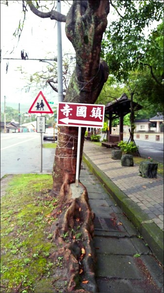 集集「鎮國寺」私設指引路標，竟用水泥將立桿埋設在路樹樹根凹陷處，引起民眾撻伐。（縣議員陳昭煜提供）