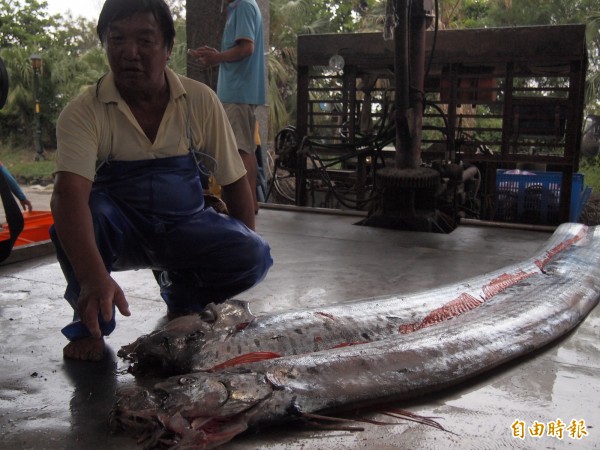 2尾地震魚自投羅網，捕獲漁民笑呵呵。（記者陳賢義攝）