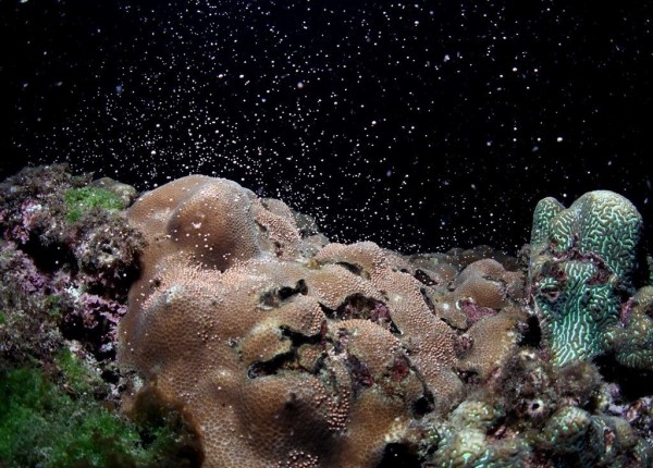 珊瑚礁近年狀況不錯。（記者蔡宗憲翻攝）