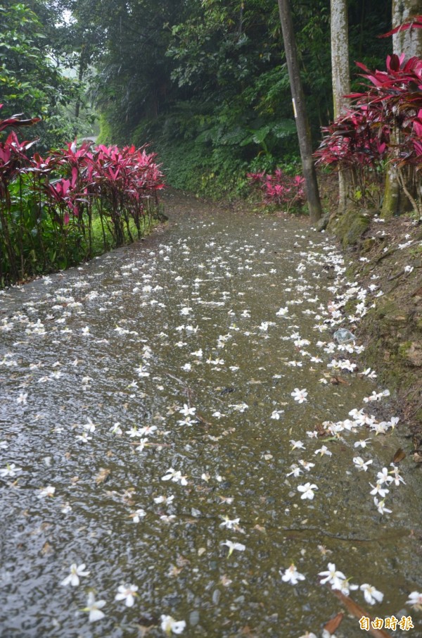 新北市瑞芳區公所1日舉辦桐花祭，由於雨下不停，山林小徑形成桐花步道。（記者俞肇福攝）