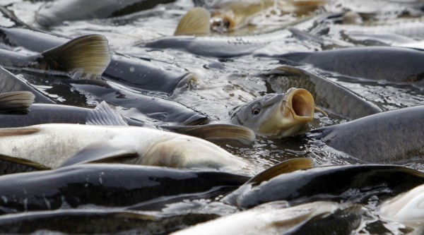 歐洲鯉魚大量繁殖、入侵，被指是澳洲本土魚類劇減的元兇。（資料照，路透）