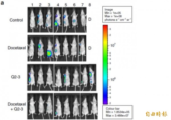 在小鼠身上研究發現，植物衍生物Q2-3若搭配其他臨床藥物如紫杉醇，更能抑制乳癌細胞移轉。（記者黃邦平攝）
