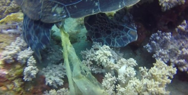 小琉球海龜因誤食塑膠袋而便秘。（擷取自影片）
