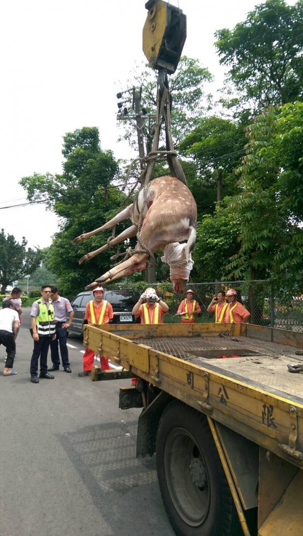 可憐梅花鹿誤闖國道，遭休旅車迎面撞擊GG了。（記者李容萍翻攝）