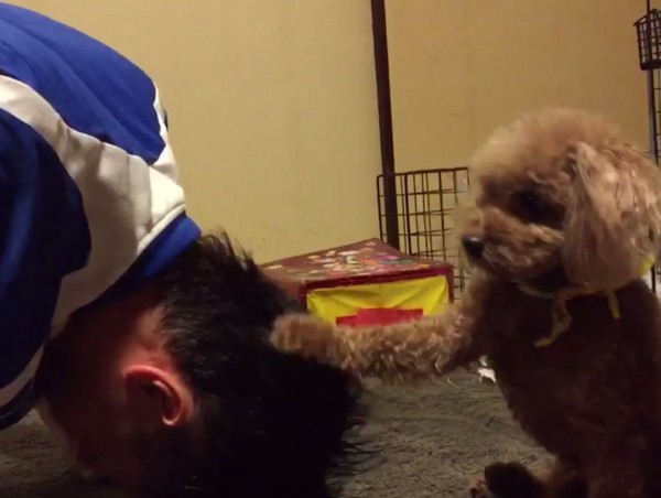 日本網友近日在推特上傳了一段與家中小狗的互動，短短15秒的影片笑翻眾多網友，引發熱議。（圖擷取自‏@SFUJIWARA5推特）