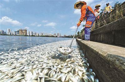 中國海南省海口市的红城湖，近日突然出現大量的暴斃死魚，一隻隻的魚屍浮在水面上，令人感到噁心。估計死掉的魚隻約有35萬噸，當地居民憂心，這是湖水汙染所致。（畫面擷自騰訊新聞）