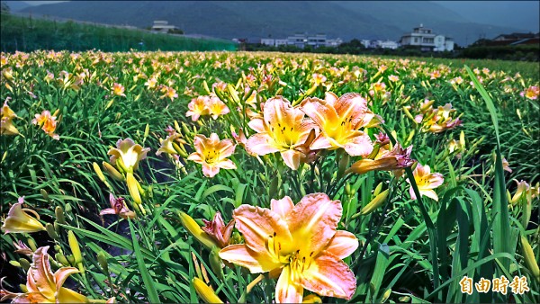 賞金針花不必跑到山區，在吉安鄉稻香村就可欣賞平地金針花海。
（記者王錦義攝）