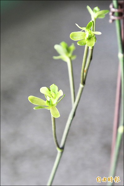 新的綠色品系台灣蝴蝶蘭，是龔泰文將台灣阿嬤、台灣阿婆育種純化幾代後，蘭花染色體突變而出現的新品系。（記者邱芷柔攝）