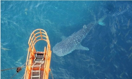 中國海洋石油公司工人5日在微博聲稱發現罕見鯨鯊，還稱牠為「老朋友」。（圖擷自微博）