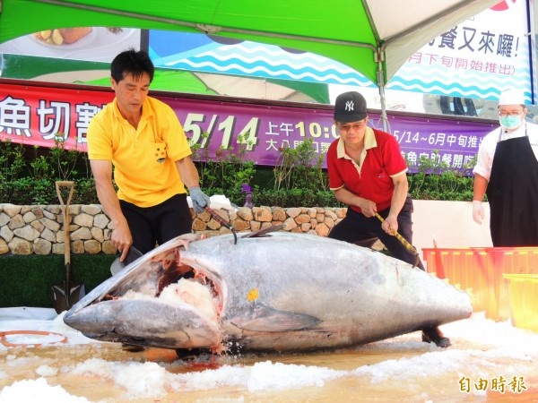 大八飯店舉辦黑鮪魚切割秀。（記者葛祐豪攝）