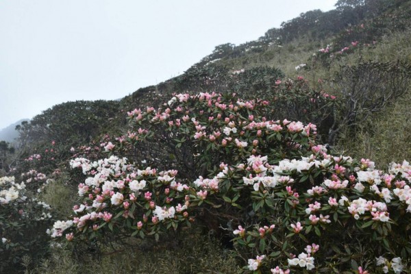 合歡山高山杜鵑盛開，吸引遊客上山，有人在主峰迷路。（讀者提供）