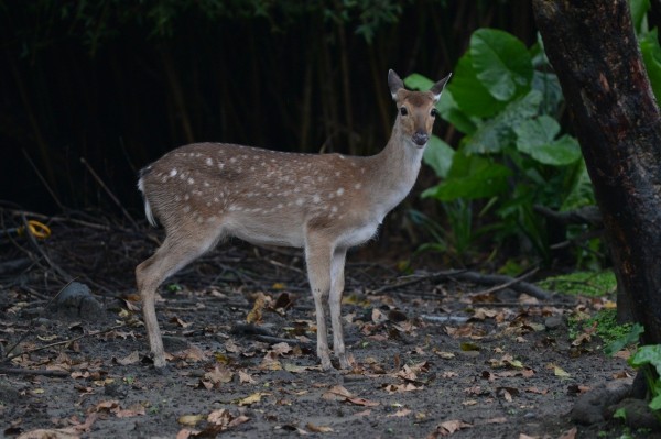 母鹿頭上不會長角。（台北市立動物園提供）