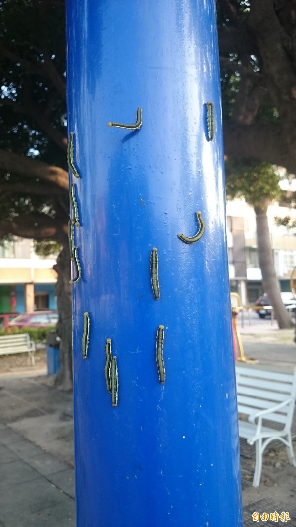 彰化市陽明公園單槓爬滿了蟲蟲。（記者劉曉欣攝）