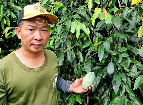 屏縣九如鄉農民張明章種愛玉種出心得。（圖由屏東縣政府農業處提供）