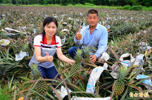 國宴鳳梨來自關廟農民黃百練（右），以及他的這處果園。（記者吳俊鋒攝）