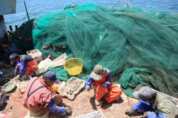 該批漁船補到高達數百斤的幼魚、幼蝦，對海洋生態造成相當大的破壞。（圖擷自中國金羊網）