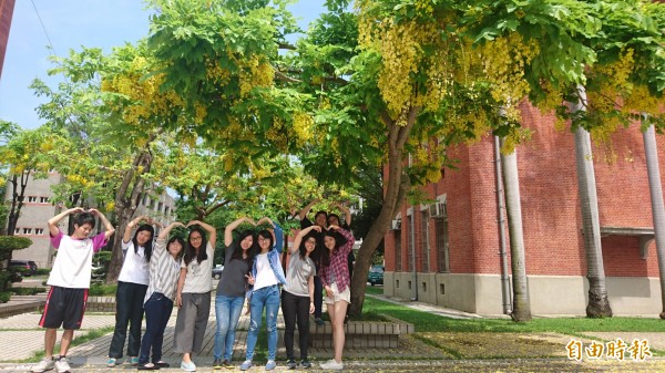 台南大學阿勃勒節即將登場。（記者劉婉君攝）